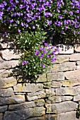 AUBRETIA ON DRY STONE WALL