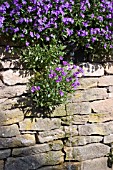 AUBRETIA ON DRY STONE WALL