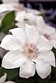 CLEMATIS LAURA DENNY