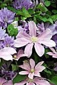 CLEMATIS PRINSESSE ALEXANDRA