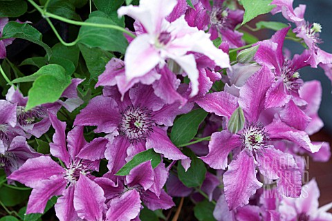 CLEMATIS_OOH_LA_LA