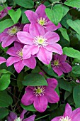 CLEMATIS ALAINA