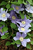 CLEMATIS ZARA