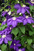 CLEMATIS LAUSURSTERN