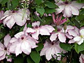 CLEMATIS OMOSHIRO