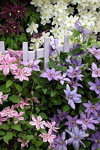 CLEMATIS_PARISIENNE_AND_CLEMATIS_OOH_LA_LA