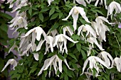 CLEMATIS KOREANA BROUGHTON BRIDE