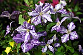 CLEMATIS TIE DYE