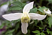 CLEMATIS ALPINA ALBERT