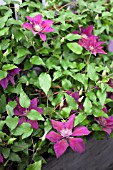CLEMATIS PICARDY