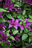 CLEMATIS FLEURI