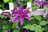 CLEMATIS FLEURI