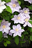 CLEMATIS ANGELIQUE