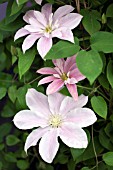 CLEMATIS PRINSESSE ALEXANDRA