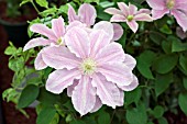 CLEMATIS PRINSESSE ALEXANDRA