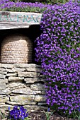 AUBRETIA ON DRY STONE WALL