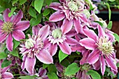 CLEMATIS JOSEPHINE