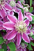 CLEMATIS JOSEPHINE