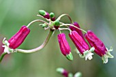 ALSTROEMERIA PSITTACINA