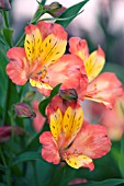 ALSTROEMERIA ALEXIS