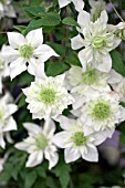 CLEMATIS FLORIDA PLENA