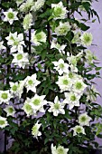 CLEMATIS FLORIDA PLENA