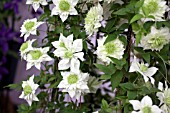 CLEMATIS FLORIDA PLENA