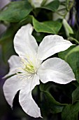 CLEMATIS JOHN HUXTABLE