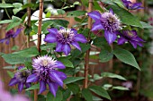 CLEMATIS MULTIBLUE