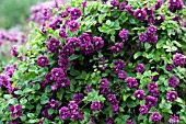 CLEMATIS PURPUREA PLENA ELEGANS