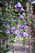 CLEMATIS CAMPANIFLORA