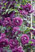 CLEMATIS PURPUREA PLENA ELEGANS