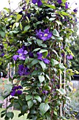 CLEMATIS JORMA