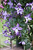 CLEMATIS POLDICE