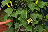 PASSIFLORA CITRINA