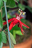 PASSIFLORA VITIFOLIA SCARLET FLAME