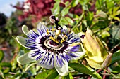 PASSIFLORA CAERULEA