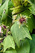 PASSIFLORA SUNBURST