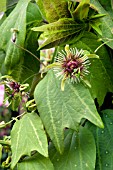 PASSIFLORA SUNBURST