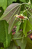 PASSIFLORA SUNBURST