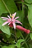 PASSIFLORA MARIE ROSA