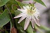 PASSIFLORA AADFE