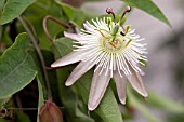 PASSIFLORA AADFE