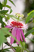 PASSIFLORA ANASTASIA