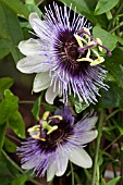 PASSIFLORA DEBBY