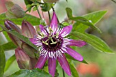 PASSIFLORA X VIOLACEA