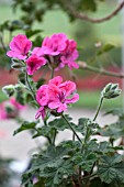 SCENTED LEAVED PELARGONIUM CLORINDA