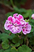 PELARGONIUM LIGHT PINK SPLASH