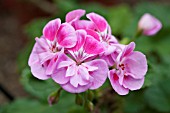 PELARGONIUM LIGHT PINK SPLASH