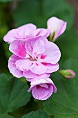 PELARGONIUM LIGHT PINK SPLASH